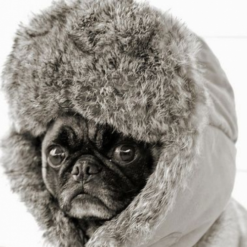 warm6_dog