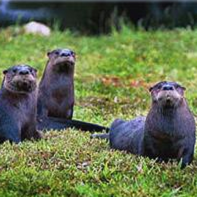 wildlife