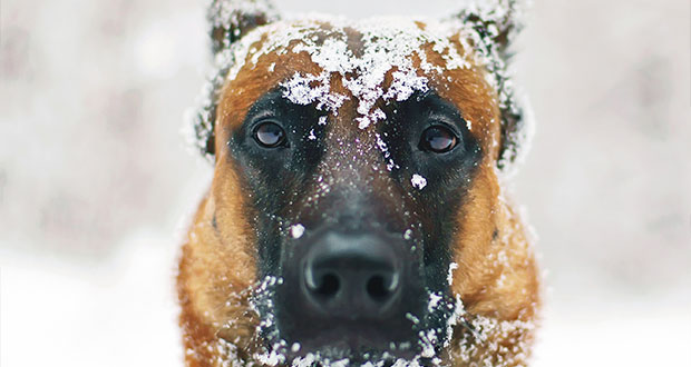Keep_Your_Dog_Happy_In_The_Cold