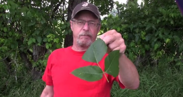 rub off poison ivy