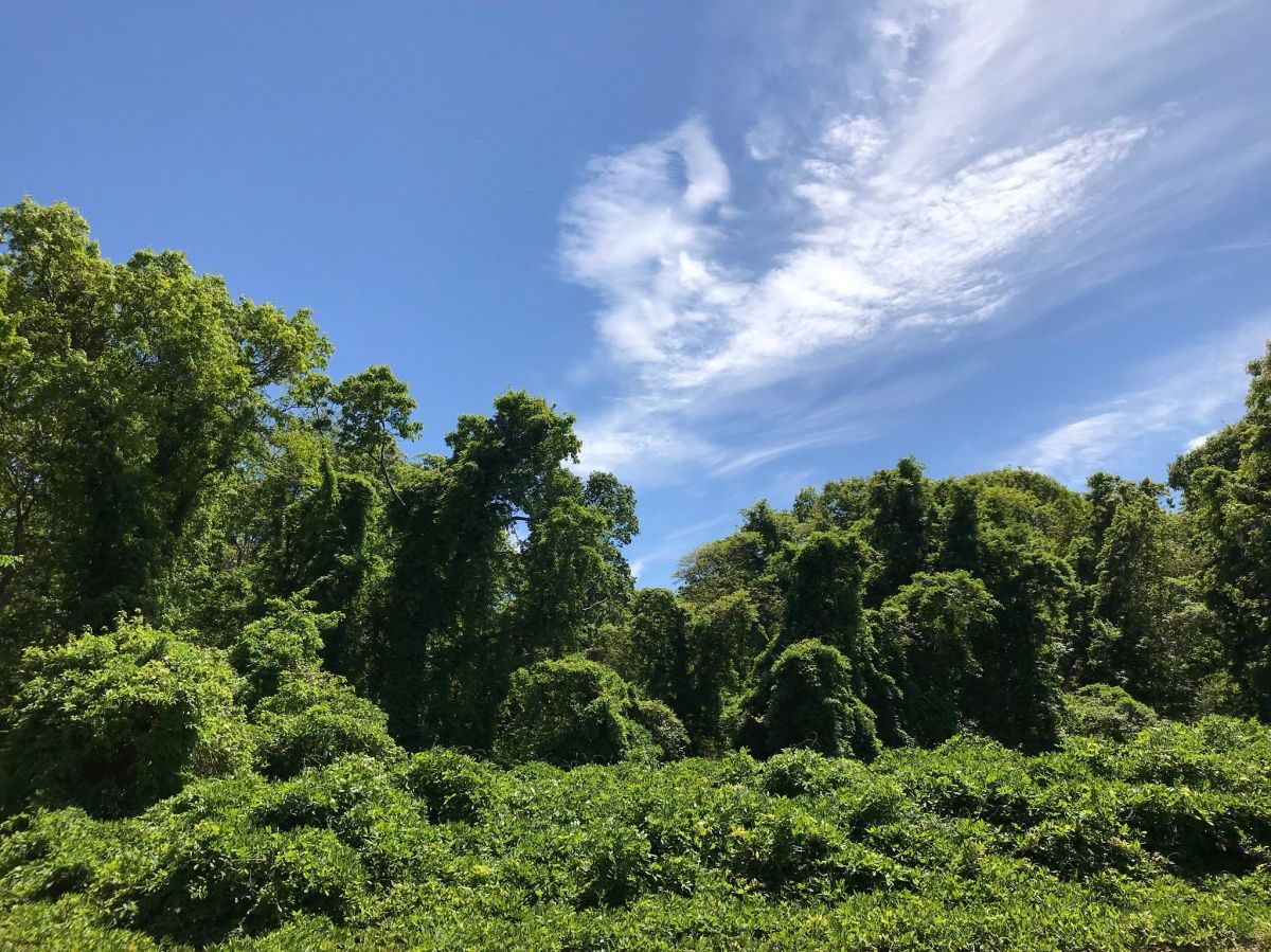 Wildwood State Park