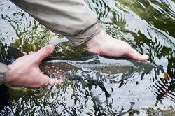 fishing, catch and release, fish, fishes, catch and release fishes, catch and release fishing,