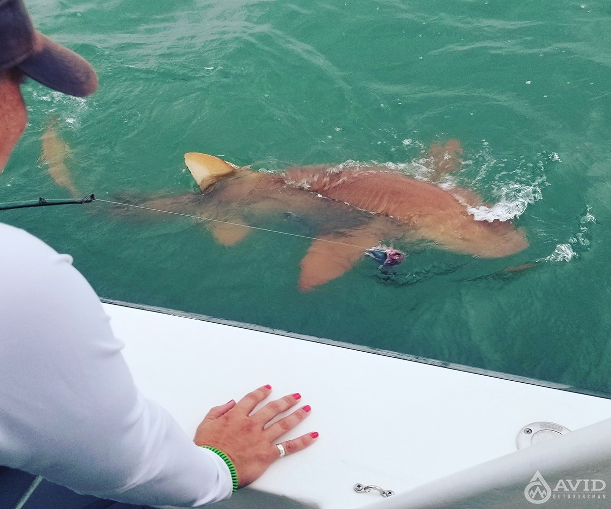 night shark fishing, shark fishing, fishing, night fishing, florida, sharks