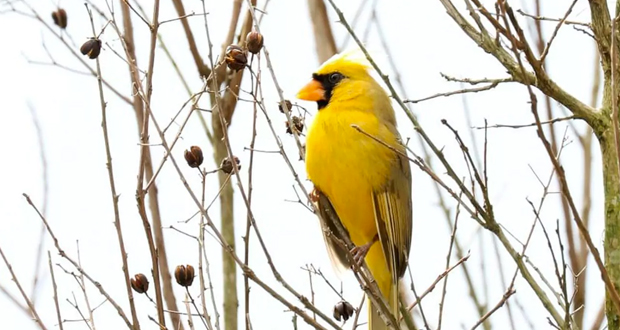 Yellow-cardinal-in-alabama
