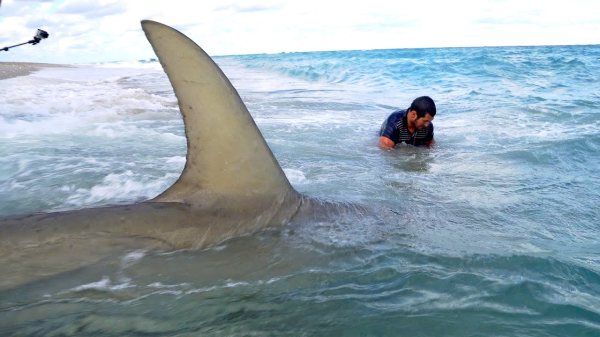 Monster Shark Fishing