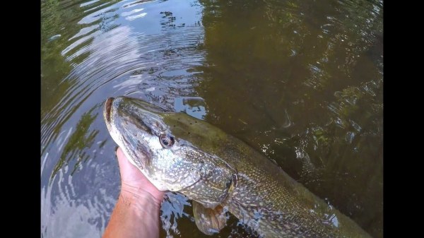 Monster 30-inch pike