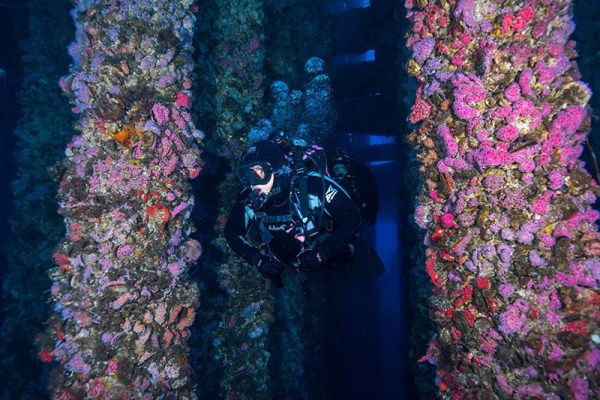 artificial reefs