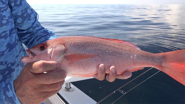 red snapper