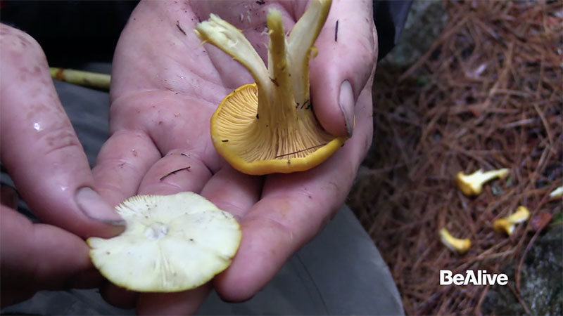 identifying chanterelle mushrooms