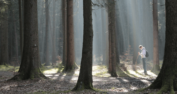 survive if you’re lost in the woods lost in the woods
