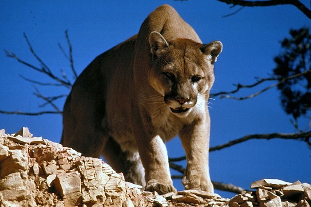 dangerous animals cougar