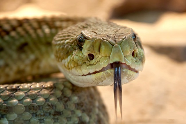 dangerous animals snakes