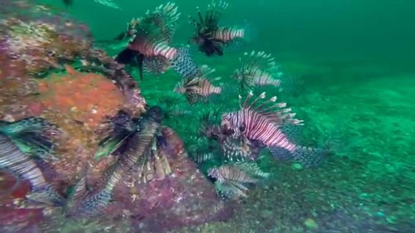 lionfish