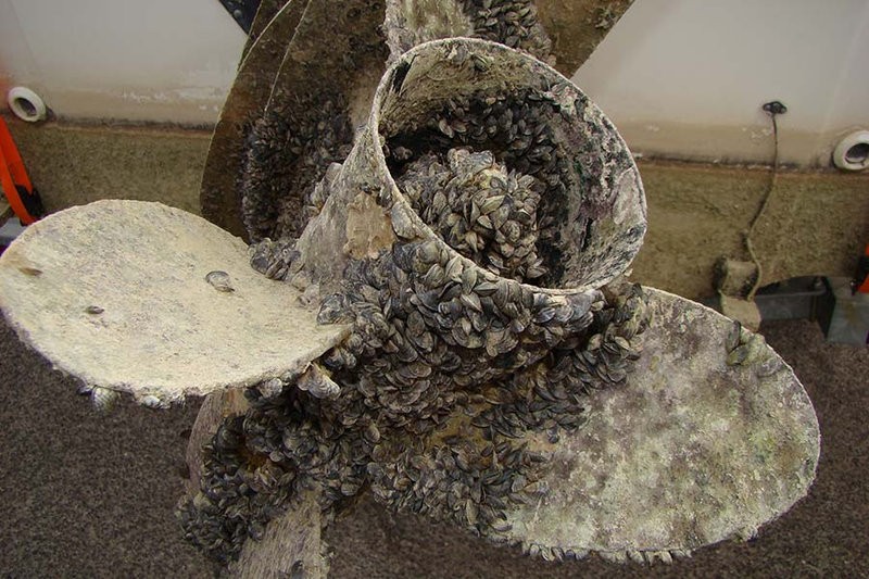 quaqqa mussels