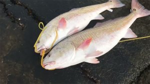 fishing redfish