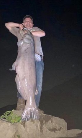 blue catfish