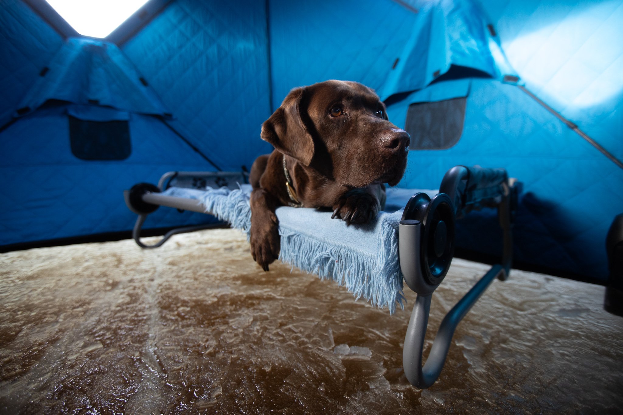 ice fishing with your dog