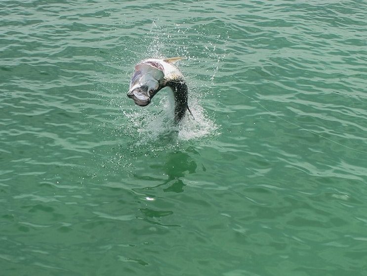 fishing, tarpon, saltwater, fish