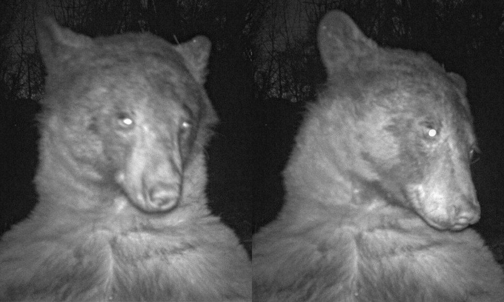 Bear Selfie copy