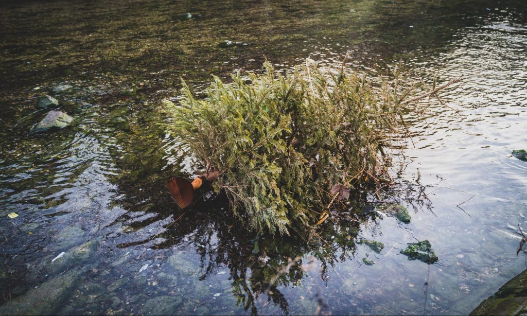 Abandoned Christmas tree in a small river - Christmas tree laying on the dark river