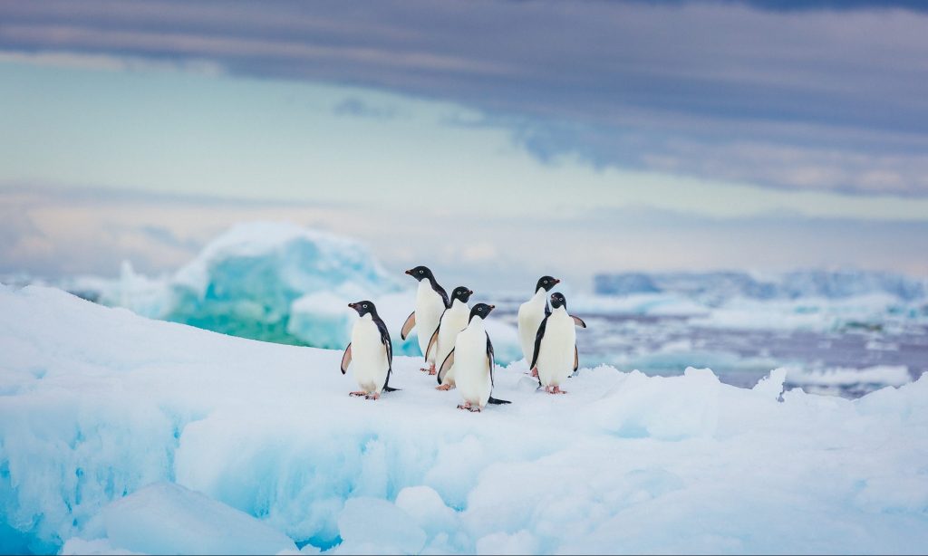 A group of Adelie penguins rest on vivid blue ice. Antarctica