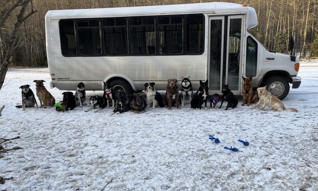@Mo_Mountain_Pups Puppy Bus, originally posted 01/11/2023