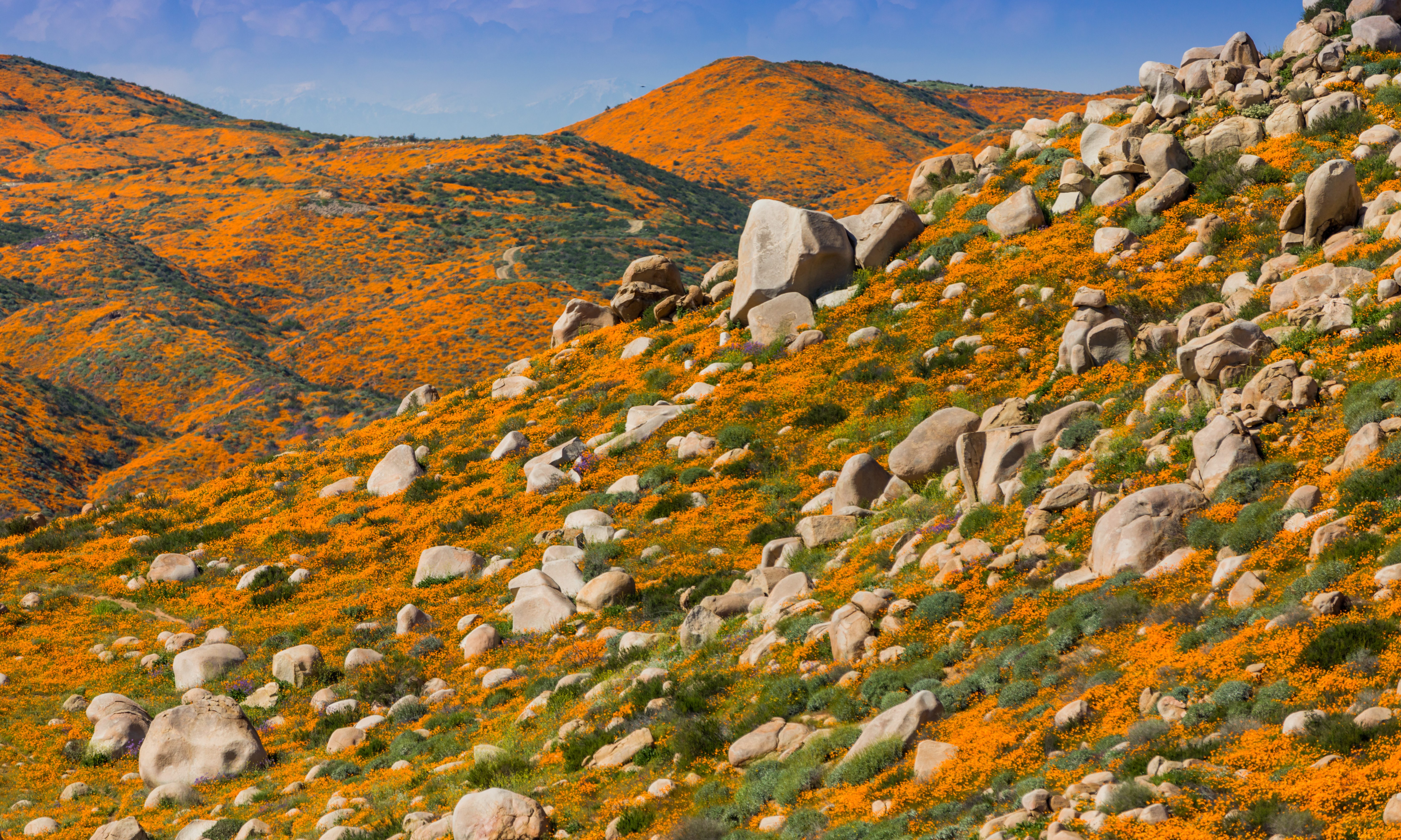 Will there be a super bloom in California 2023?