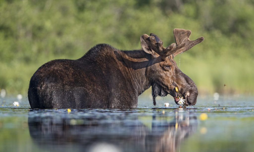 A Maine Moose munching on some flowery pond goodness..