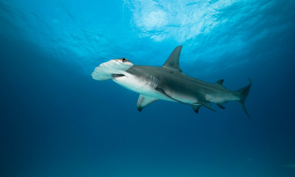 A hammerhead shark side view swims with mouth open