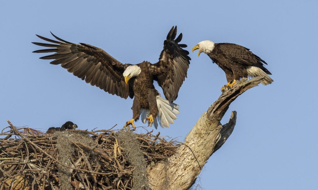 One parent Bald Eagle greets its mate while the juvenile waits in the nest.