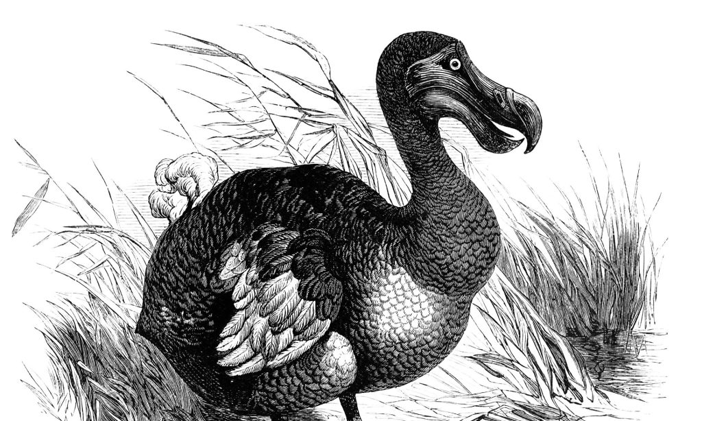 19th Century Dodo Illustration