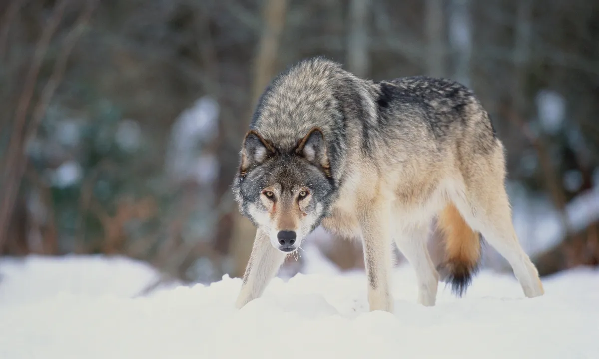 Wait—Dire Wolves Are A Real Thing? Here's What We Know.