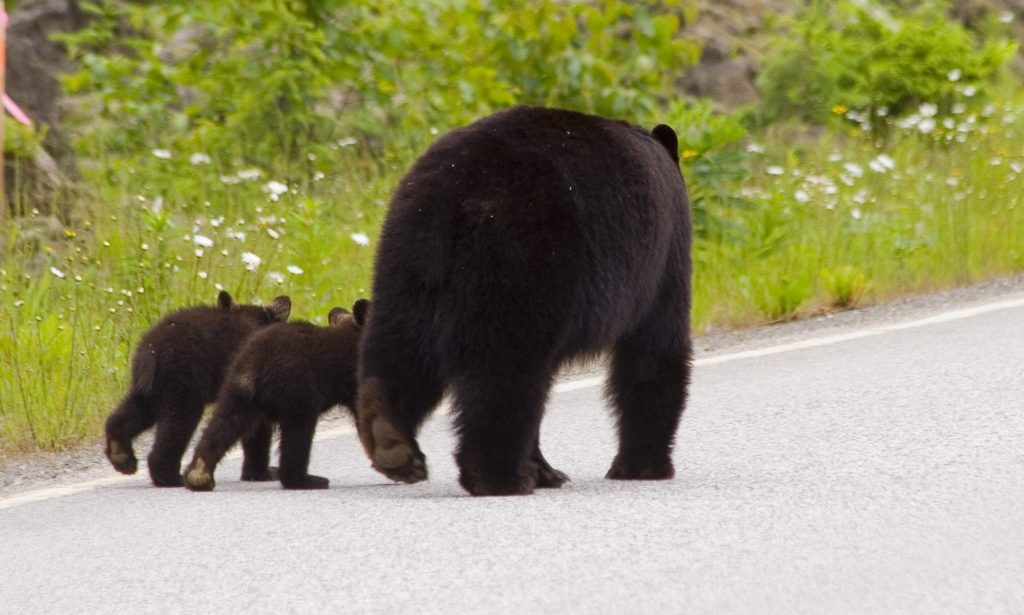 Cute photo of black bear family walking down the road. They all have their left leg back.
