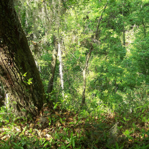 Mike Roess Gold Head Branch State Park in Florida