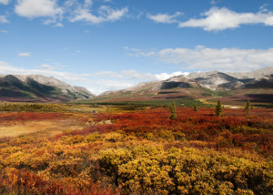 Fall Foliage