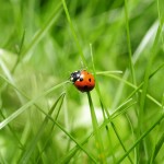 Outdoor Activities: Bug Collecting