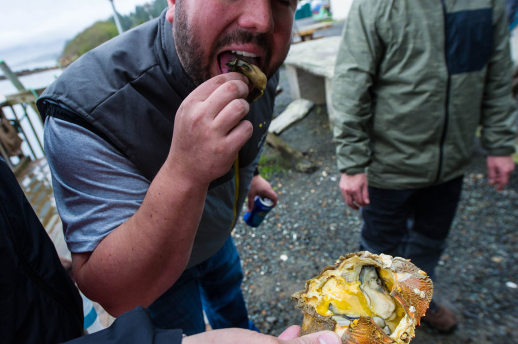 Dungeness crab