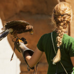 Outdoor Activities: Falconry