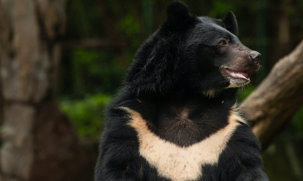 Ursus thibetanus (Asiatic Black Bear, Himalayan Black Bear)