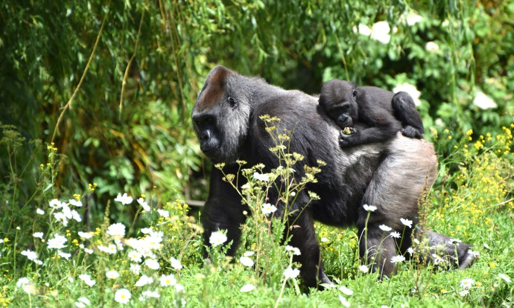 A mature Western Lowland Gorilla carrying its yound on its back