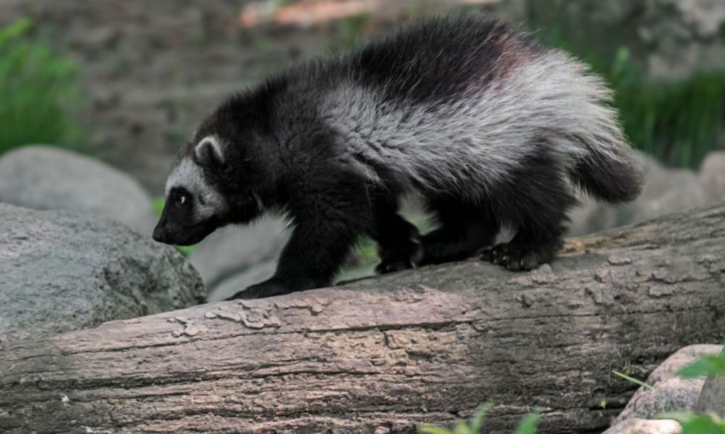 Wolverines are famously elusive creatures. Image by Arterra/Getty