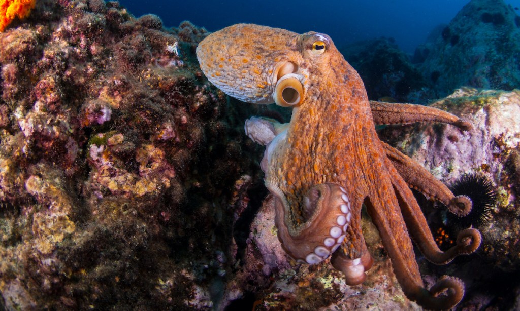 Image by A. Martin UW Photography/Getty