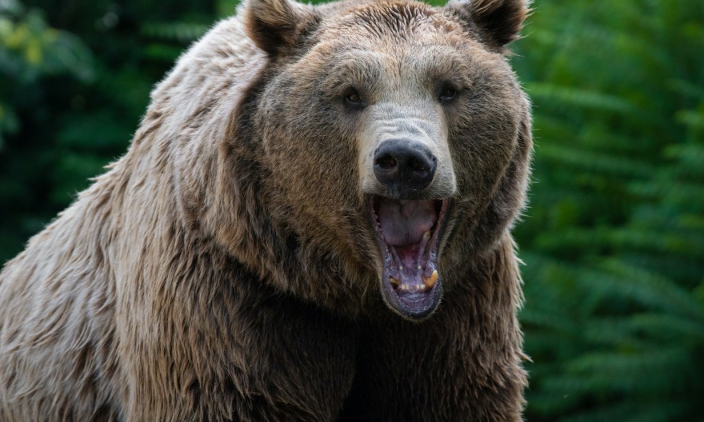 Mouth of a brown bear growling