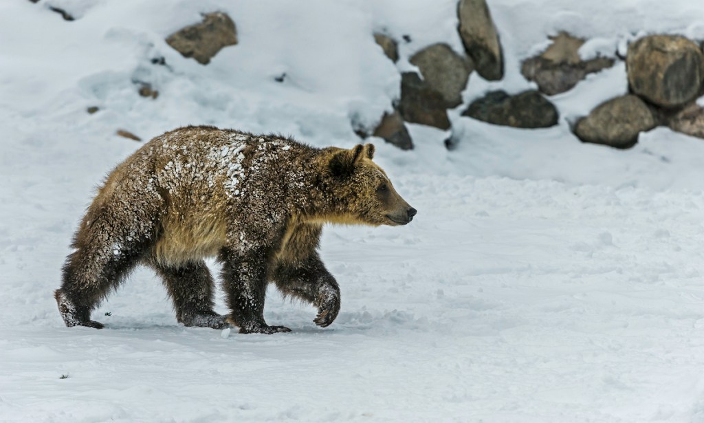 The grizzly bear (Ursus arctos horribilis), also known as the silvertip bear, the grizzly, or the North American brown bear, is a subspecies of brown bear (Ursus arctos). Out in the winter.