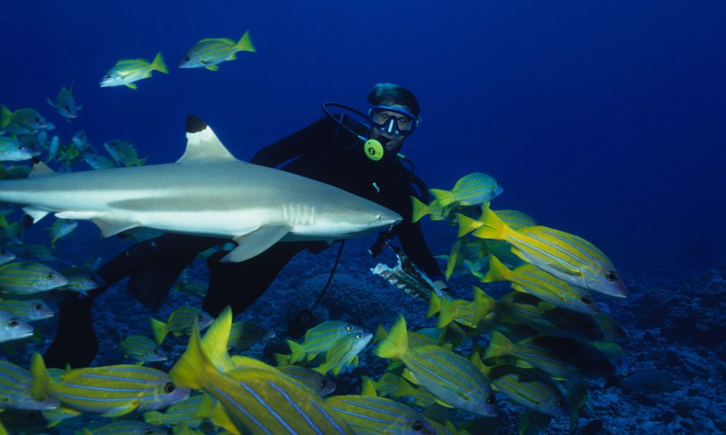 blacktip reef sharks,carcharhinus melanopterus, with diver, polynesia