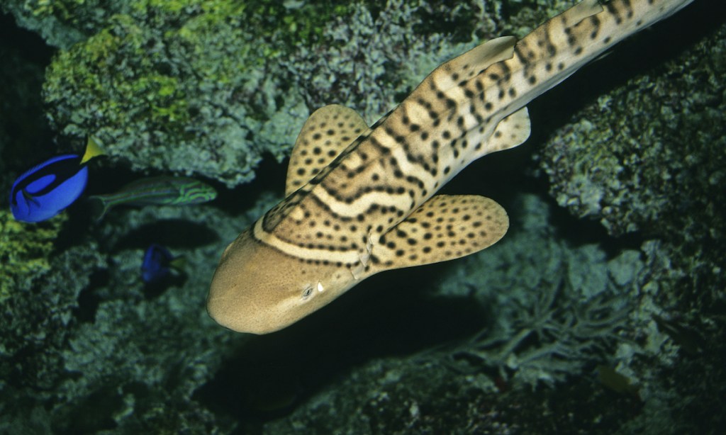 zebra shark or leopard shark, stegostoma fasciatum, juvenile swimming, australia