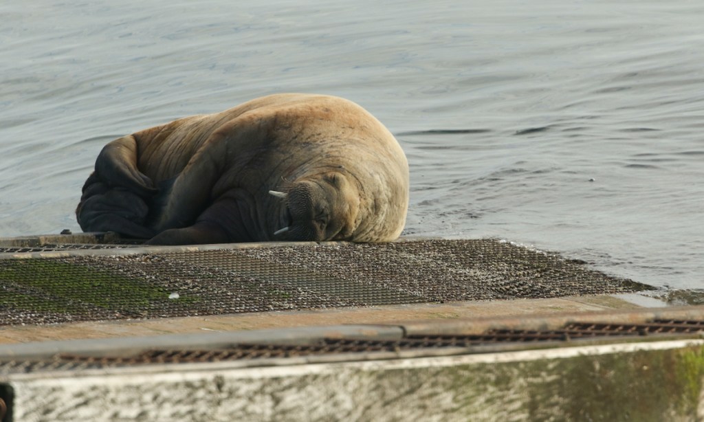 A rare Walrus, Odobenus rosmarus, lying on the ramp of Tenby lifeboat station in Tenby, Pembrokeshire, Wales.
