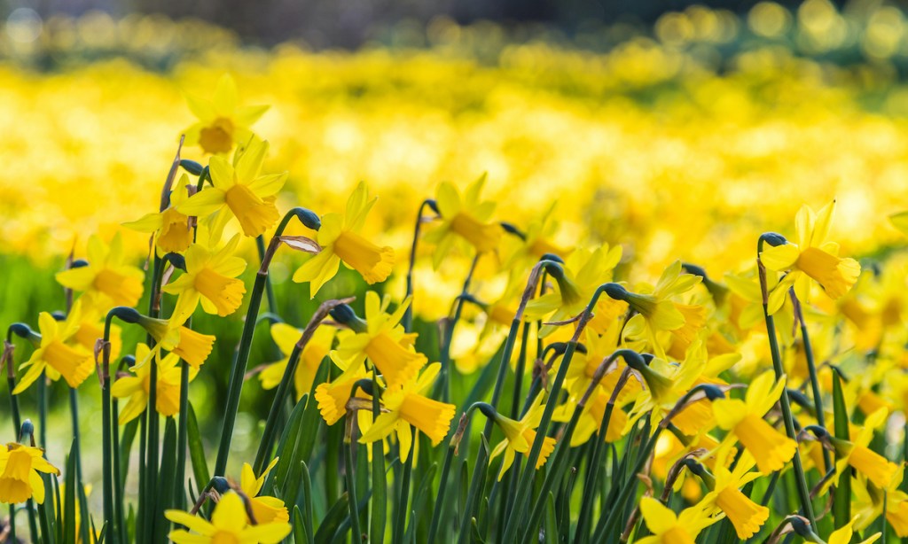 A sea of brightly coloured daffodils seen in a garden in Cheshire in the Spring of 2022.
