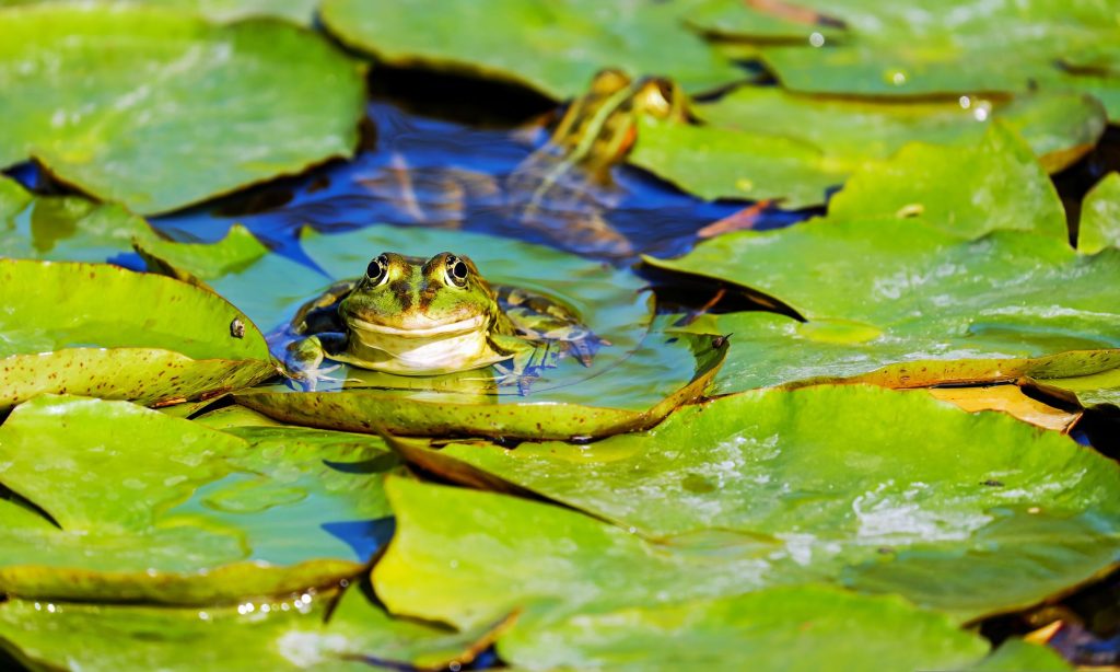 Close-up of bullfrog in lake