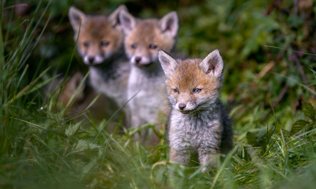 Portrait of red fox on grassy field,Herdecke,Germany